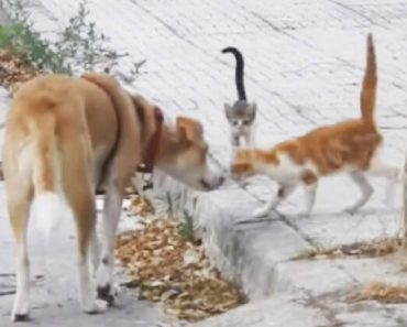 On Her Daily Walks, Rescue Dog Helps Feed 30 Stray Cats