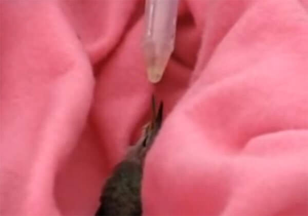 rescued baby hummingbird
