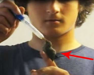 After Baby Hummingbird Was Attacked, Young Man Nursed Her Back To Life