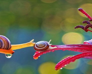 Mesmerizing Photos That Give Us A Look Inside The Beautiful World Of Snails