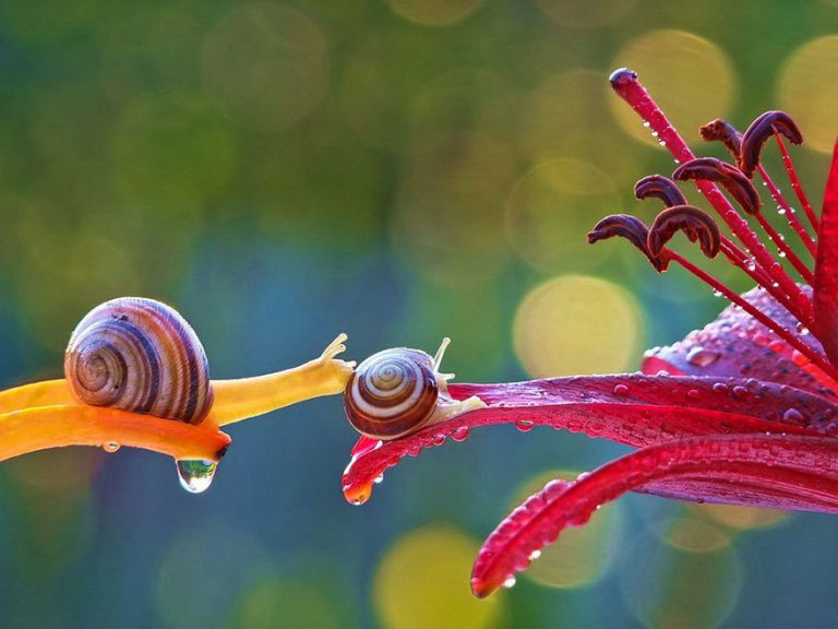 snail photos