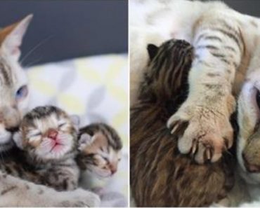 Rescued Snow Bengal Cat No Longer Had To Give Up Her Kittens