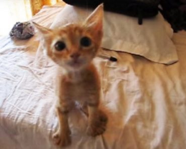 Kitten Saved Off The Street Receives Her First Meal And Her Response Is Truly Touching