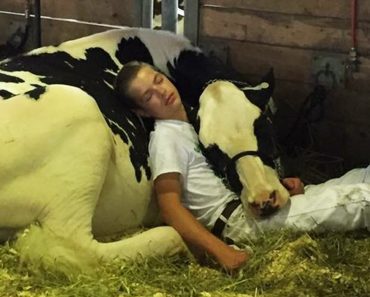 Photo Of Teen Boy Taking Nap With His Cow Has Touched Hearts Across The Internet