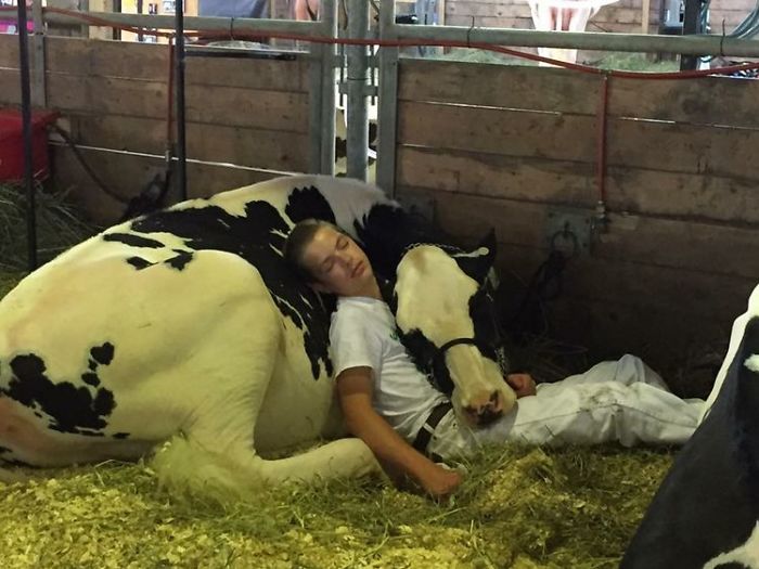 teen naps with cow