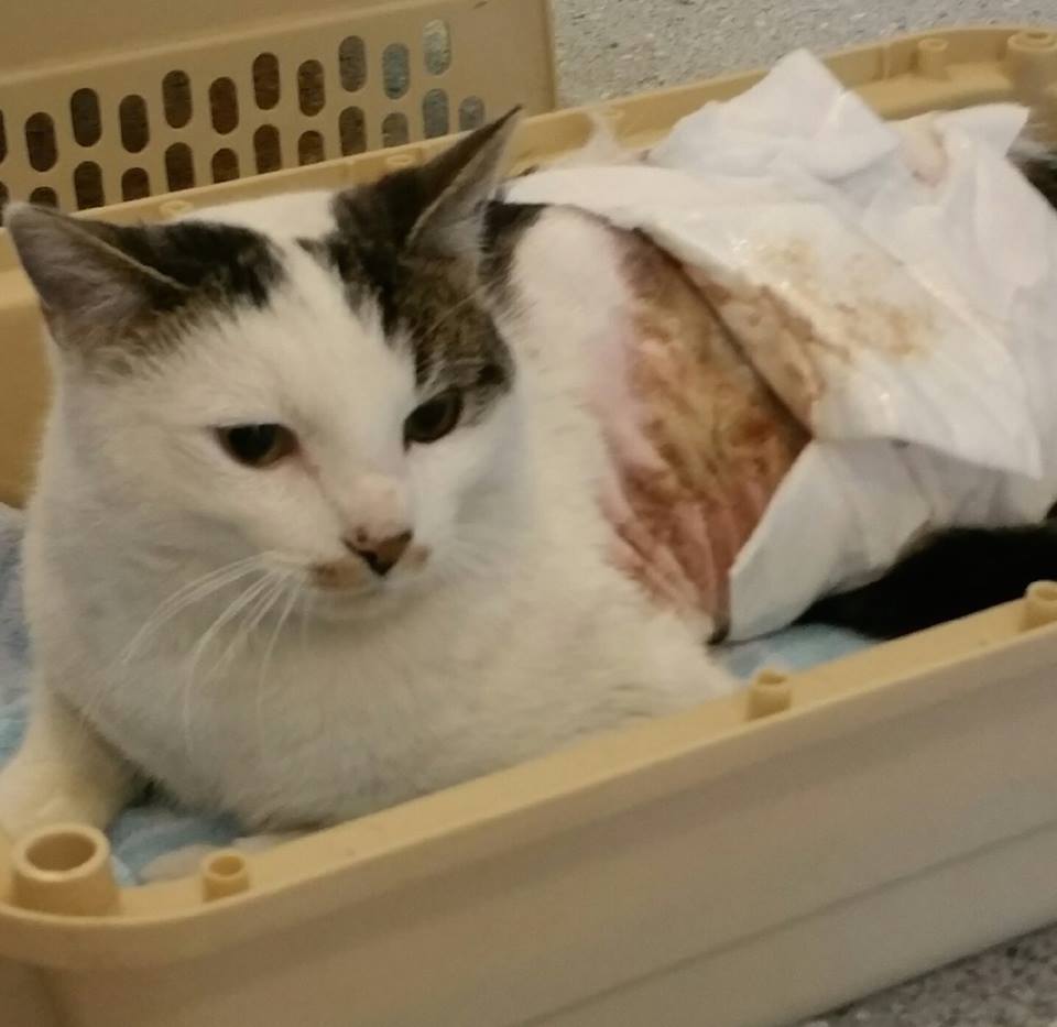 teen poured boiling water on cat 
