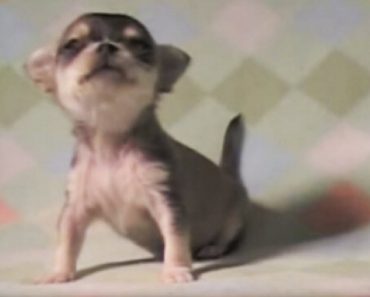 This Tiny Chihuahua Learning To Walk Is The Cutest Thing You Will See All Week