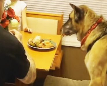 Family Films A Touching Tribute To Their Beloved German Shepherd
