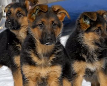 World’s Top 10 Cutest Dog Breeds