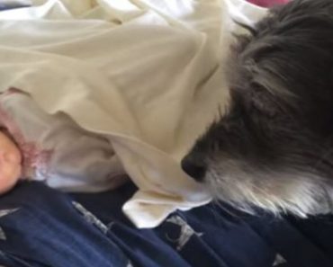 Dog Sweetly Wraps Blanket Around Sleeping Baby
