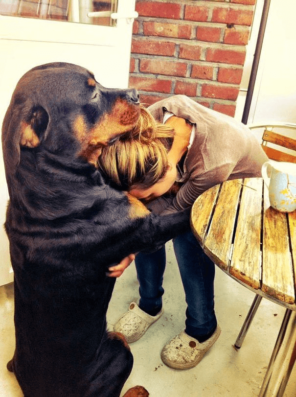 Dogs and hugs