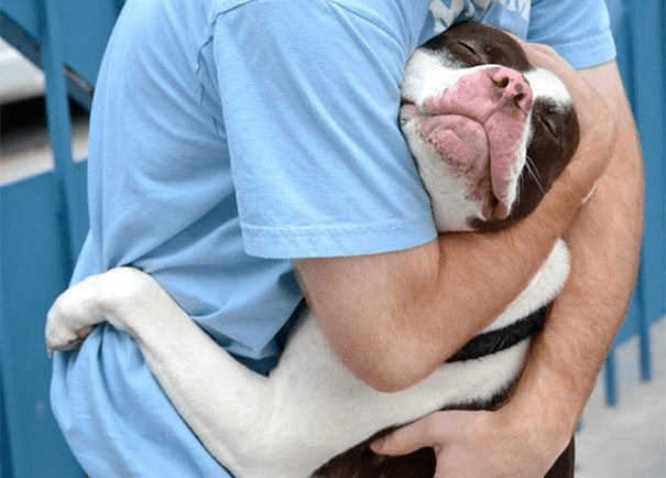 Dogs and hugs