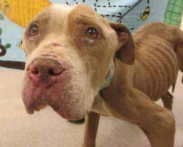 Senior Pit Bull In Terrible Condition Needs A Forever Home