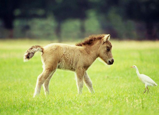 Miniature horses