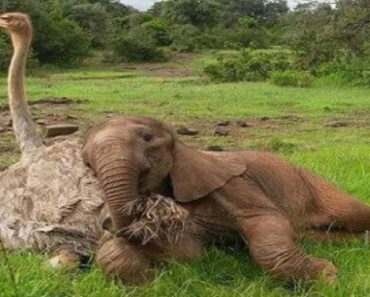 Orphaned Elephant Is Comforted By Snuggling His Ostrich Friend