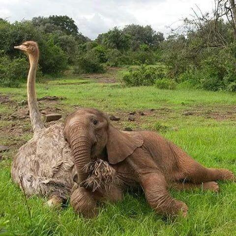 Ostrich snuggles elephant