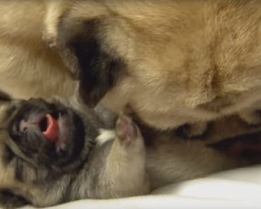 Puppies And Their Adorable Way Of Learning Everything For The First Time