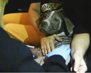 Prank It Forward Rewards The Arrow Fund For Their Work With Abused Dogs