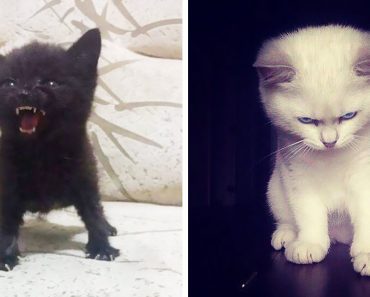 Photos Of Kittens Who Look So Angry, You Can’t Help But Smile…