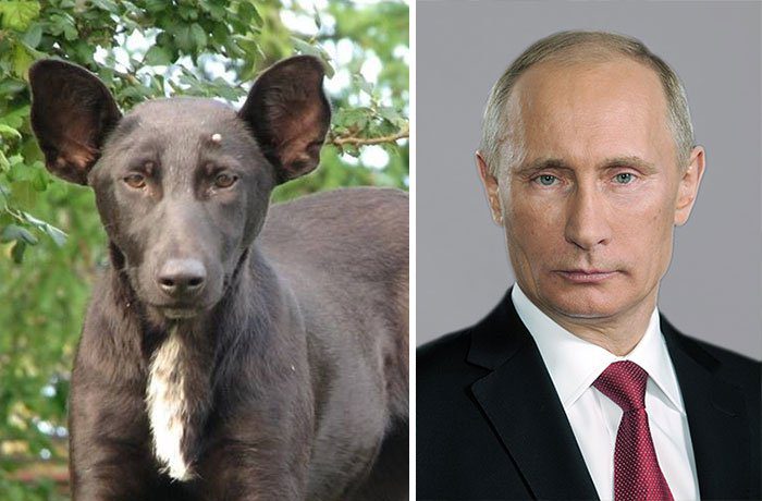 celebrity animal look alikes