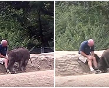 Baby Elephant Is So Happy To See His Keeper He Tries To Sit On His Lap
