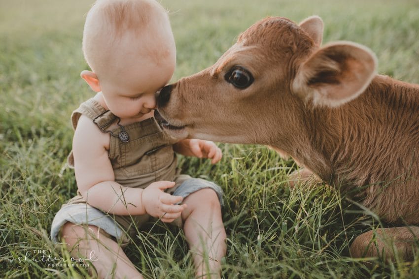 baby photo shoot with calf
