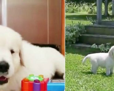 Puppy Who Was Born Blind Doesn’t Let Disability Hinder Her Goals To Be Service Dog