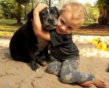 2-Year-Old Boy Escapes Death, Thanks To His Heroic Canine Companion