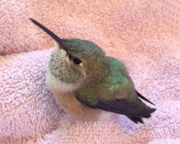 Boy Finds Injured Hummingbird Who Had Been Attacked, Decides To Nurse It Back To Health