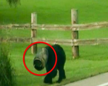 This Poor Roaming Bear Has A Bucket Stuck On His Head, Until These Brave Rescuers Come Along…