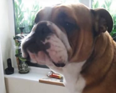 After Seeing An Elephant On TV, Silly Bulldog Tries To Imitate Him