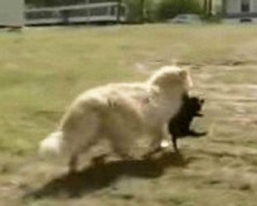 Cat Kidnaps Puppies Because Their Mama Wasn’t Doing Her Job