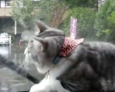 Cat Has Hilarious Response To Windshield Wipers In Action…