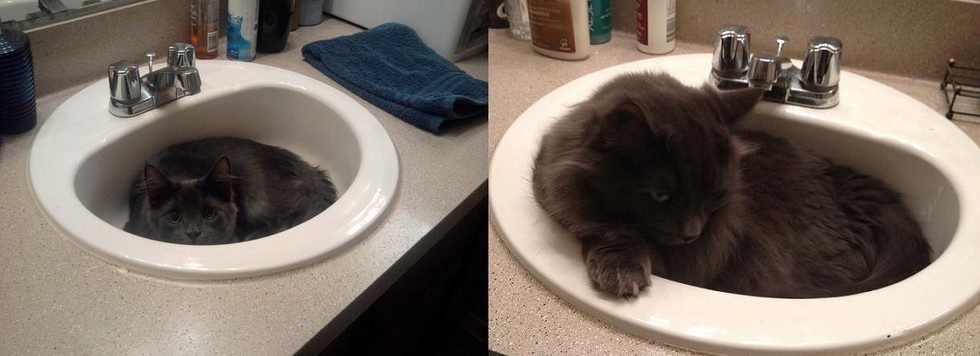 cats before and after 