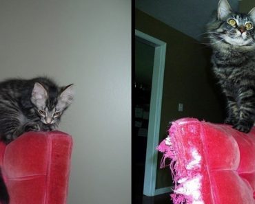 26 Before/After Photos Show The Impact A Loving Home Has On Cats
