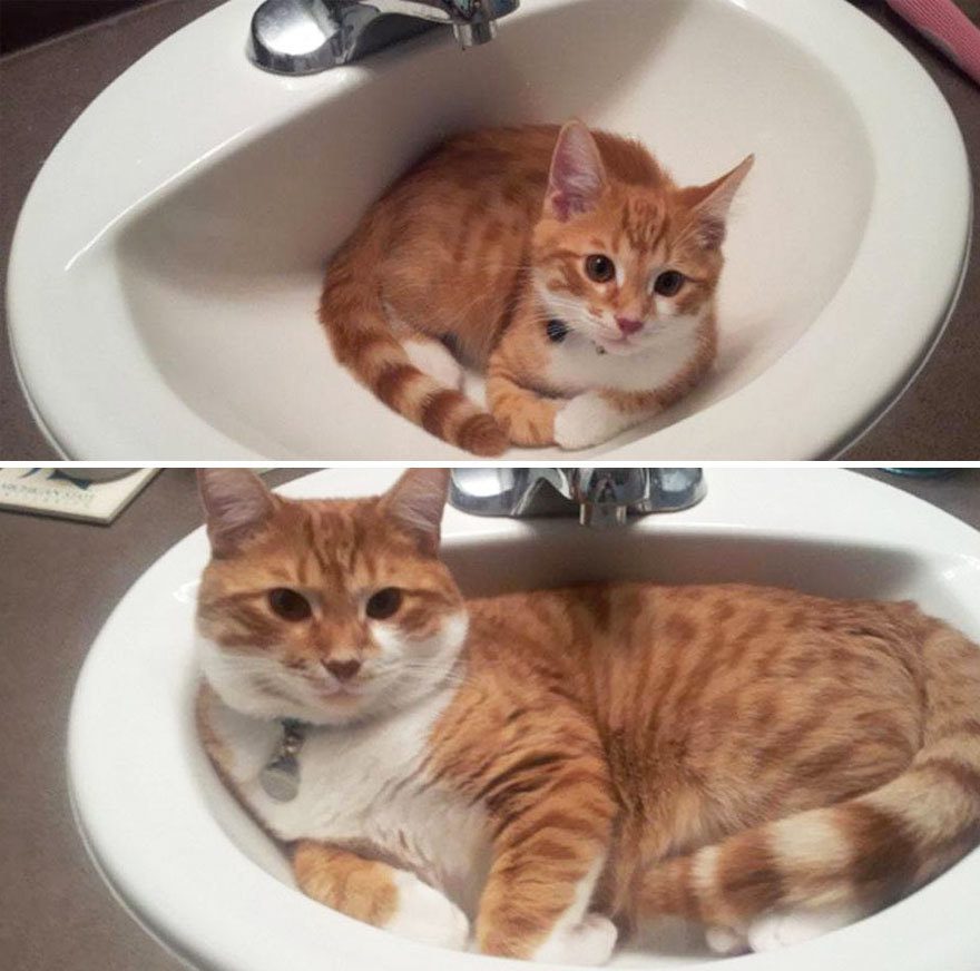 cats before and after 