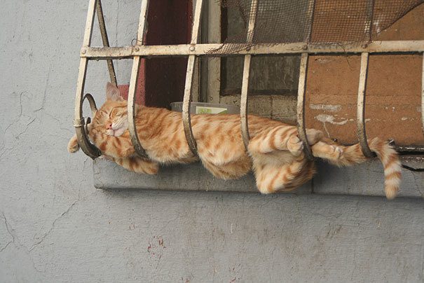 cats sleeping