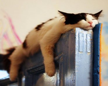 30 Funny Cats Sleeping In Awkward Positions… #12 Looks Impossible.