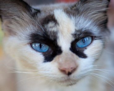 30 Cats With Unusual Markings… #8 Reminded Me That ‘Different’ Is Beautiful