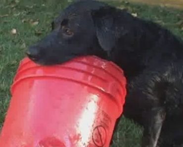 A Bucket Is All This Dog Needs To Have A Fun Time