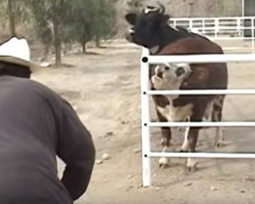 Cow Grieves In Exasperation Over Her Missing Baby, Then She Sees A Trailer Pull Up…