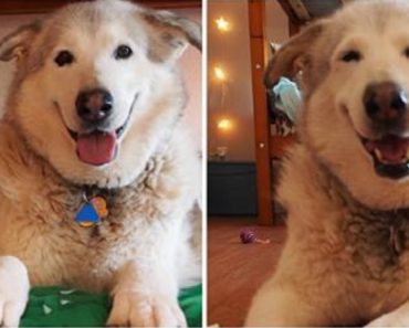 Family Dog Is Devastated After The Loss Of Her Best Friend