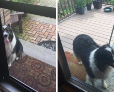 A Strange Dog Barks At Their Door Every Day And The Reason Is Quite Incredible…