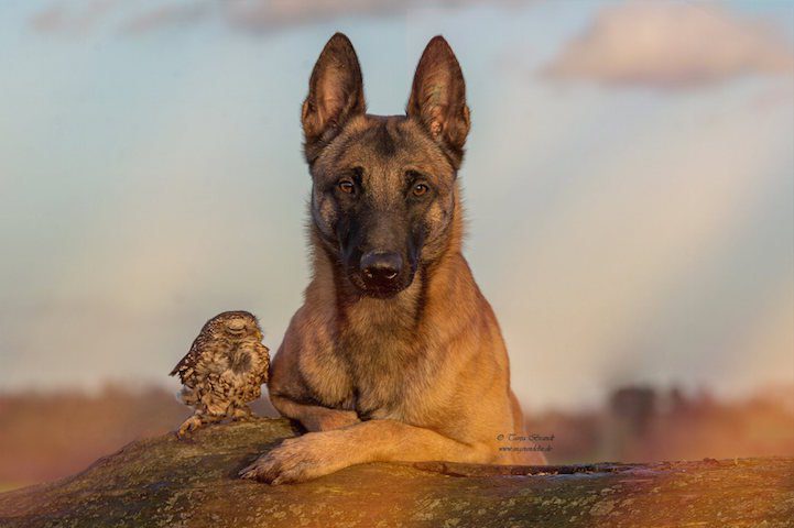 dog owl friends