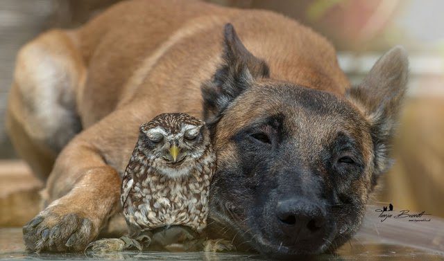 dog owl friends