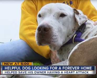 Dog Who Heroically Saved New Owner’s Life Winds Up Needing New Home Again…