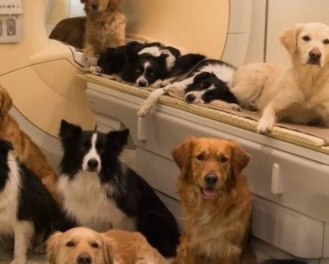Brain Scan Reveals Your Dog Really Does Love You