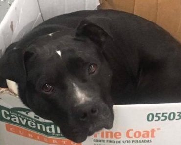 Adoptable Pit Bull Sleeps In Cardboard Box Nightly As He Patiently Awaits A Forever Home…