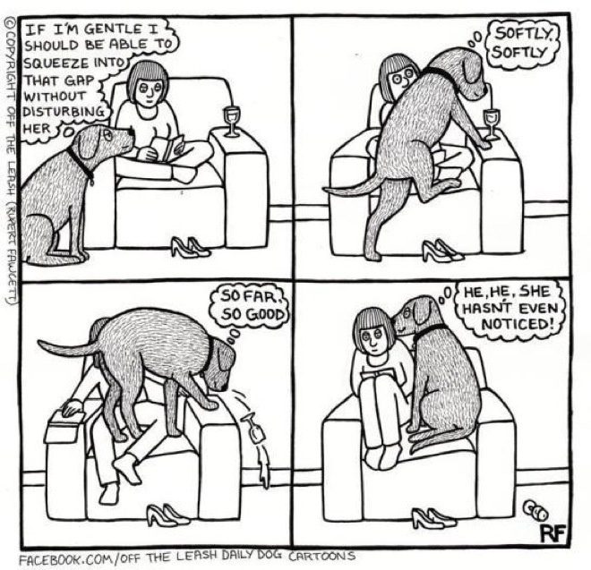 dog struggles