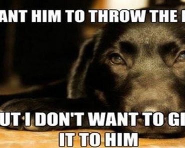 Struggles Only Dog Owners Can Relate To
